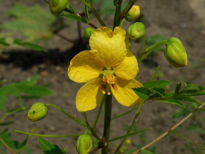 سنای اسکندریه